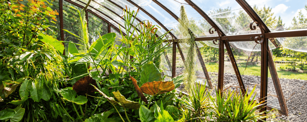 Serre Montesquieu LAMS aménagée en jardin d’hiver tropical